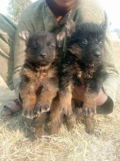 German shepherd long Cout pair 2 mahnt for sale