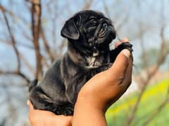 pug black female puppy