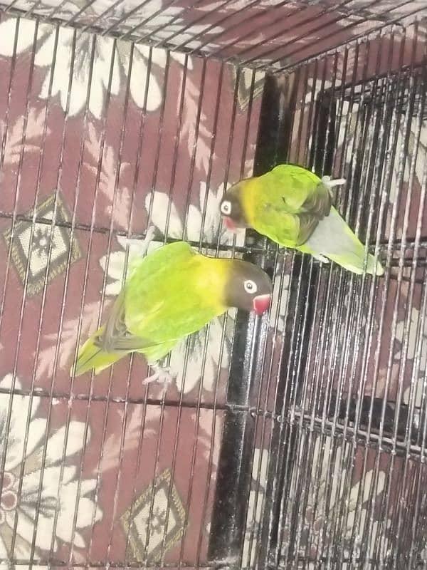 Yellow chest pure Hongkong blood line pair 2