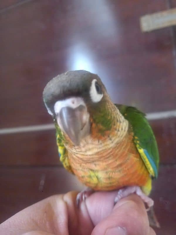 Red factor conure parrot 0