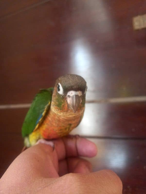 Red factor conure parrot 2