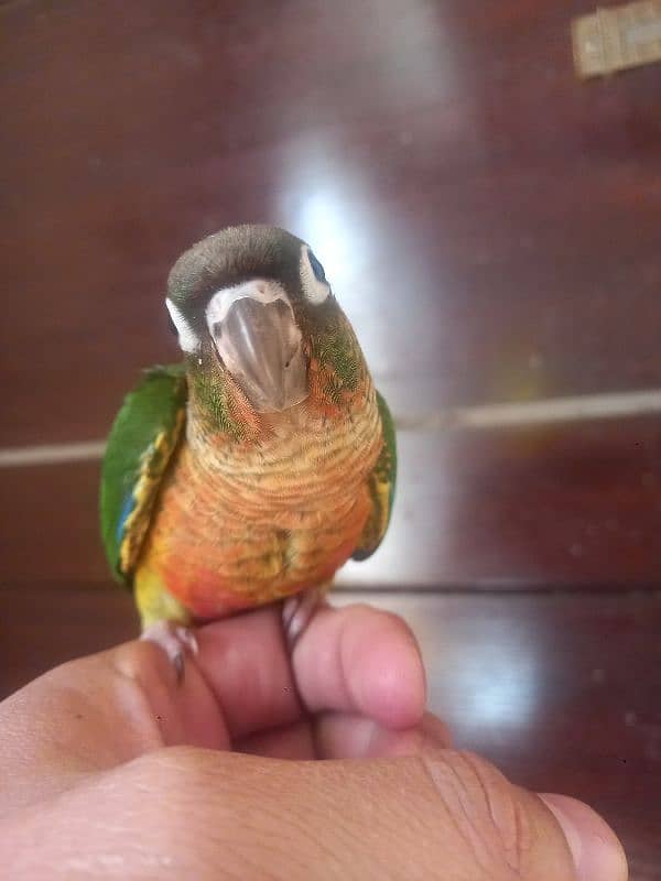 Red factor conure parrot 3