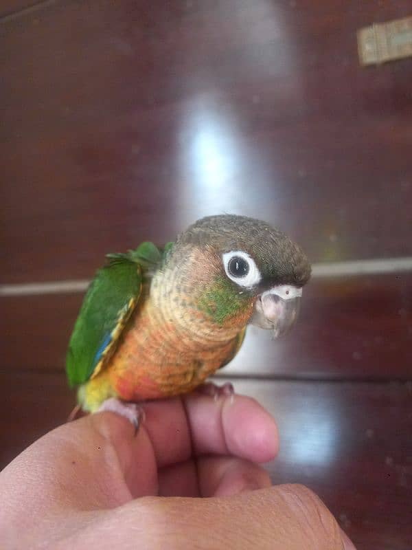 Red factor conure parrot 4