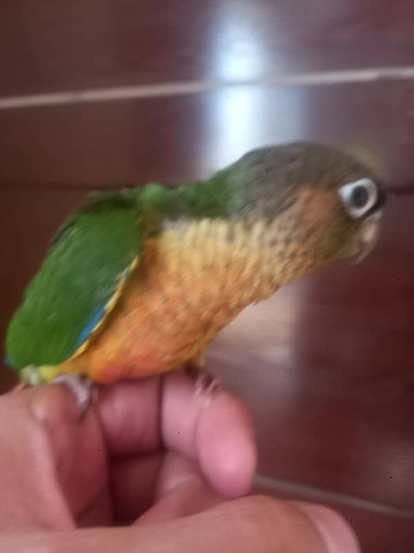 Red factor conure parrot 5