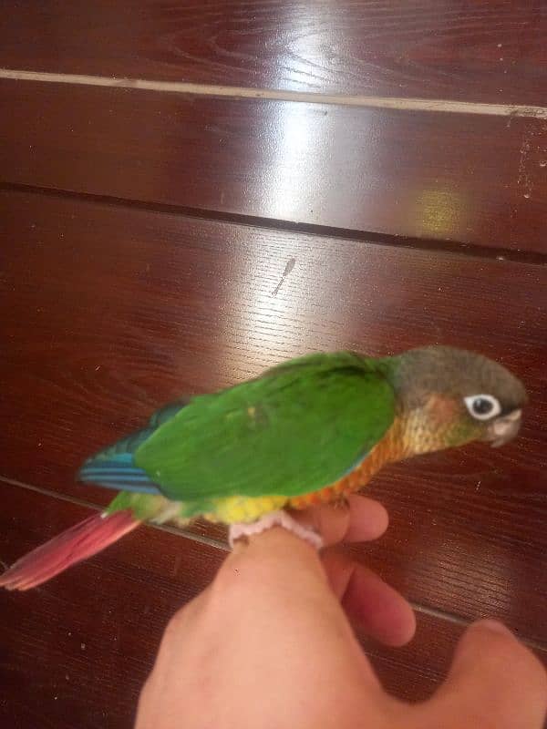 Red factor conure parrot 7