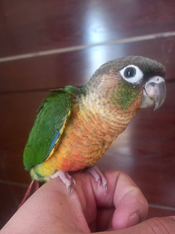 Red factor conure parrot 8