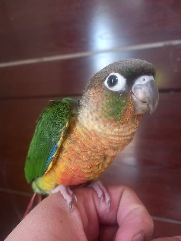 Red factor conure parrot 9