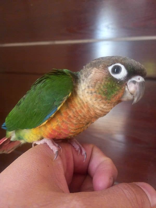 Red factor conure parrot 10