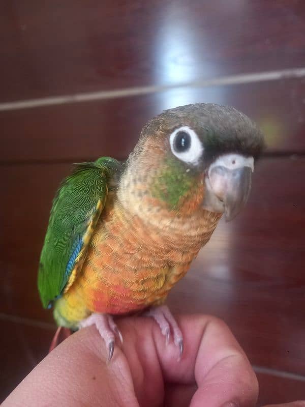 Red factor conure parrot 11