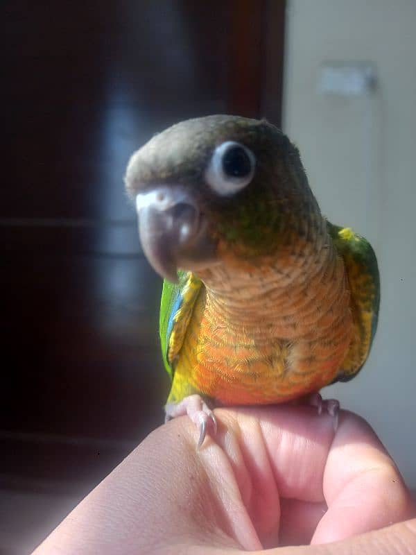 Red factor conure parrot 12