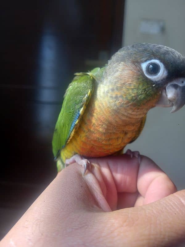 Red factor conure parrot 13