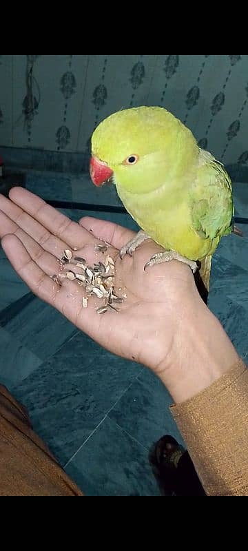 parrot 0