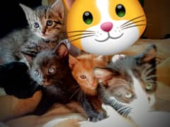 Persian kitten /Tabby kittens/ male / female /Top Quality/cat for sale