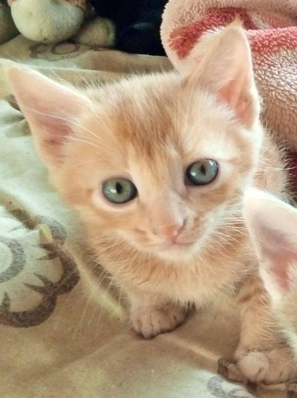 Persian kitten /Tabby kittens/ male / female /Top Quality/cat for sale 1