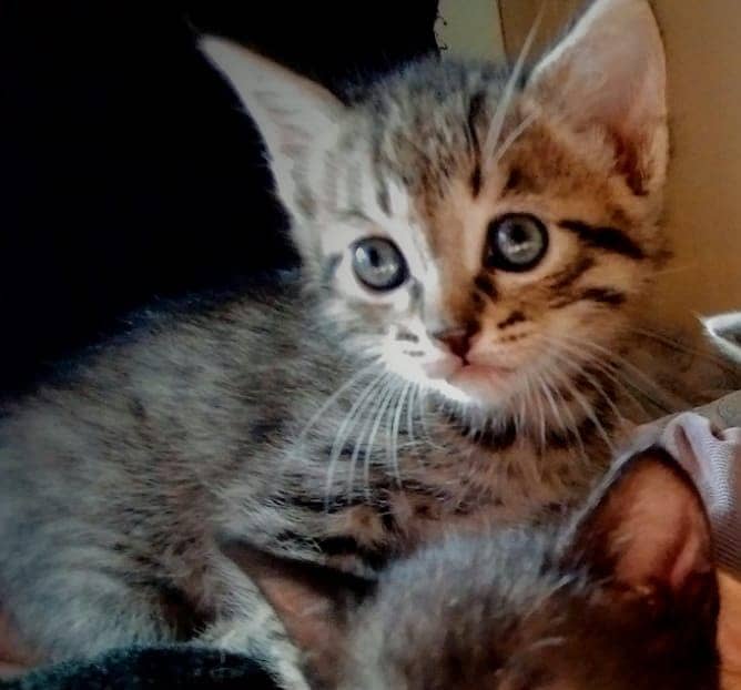 Persian kitten /Tabby kittens/ male / female /Top Quality/cat for sale 4