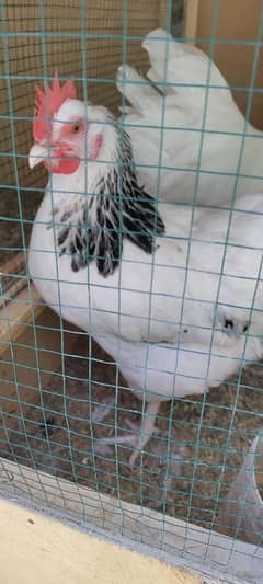 Light Sussex Female | Egg Laying | Hen | Murghi