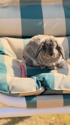 Beautiful Holland Lop Bunny for Sale in Islamabad!