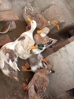 5 Female and 1 Male Duck for sale