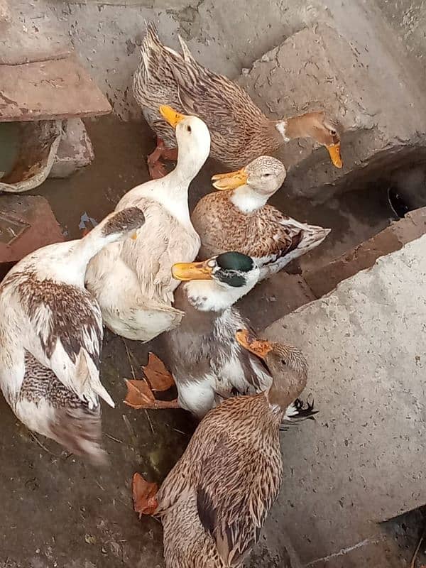 5 Female and 1 Male Duck for sale 0