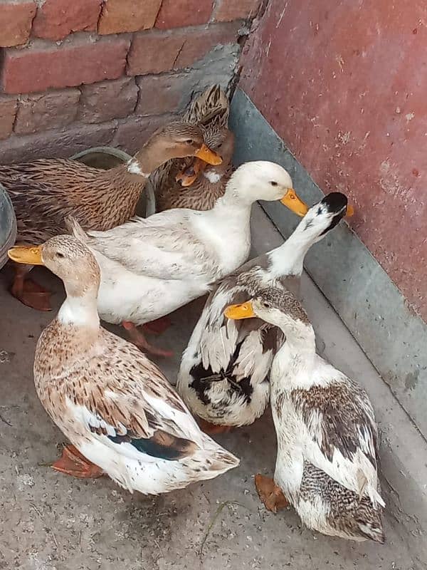 5 Female and 1 Male Duck for sale 1