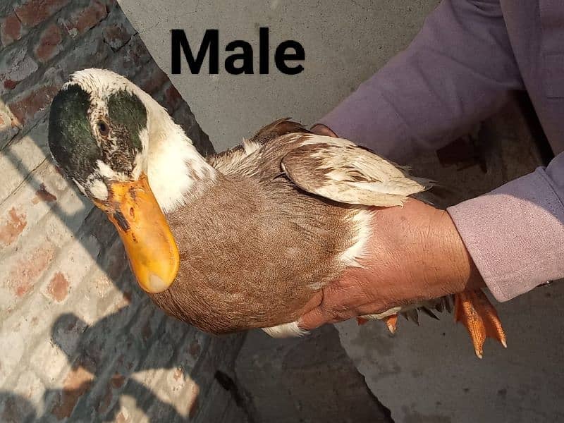 5 Female and 1 Male Duck for sale 2