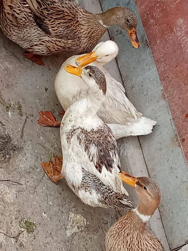 5 Female and 1 Male Duck for sale 4