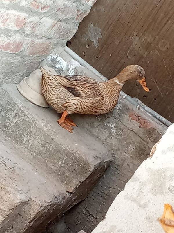 5 Female and 1 Male Duck for sale 6