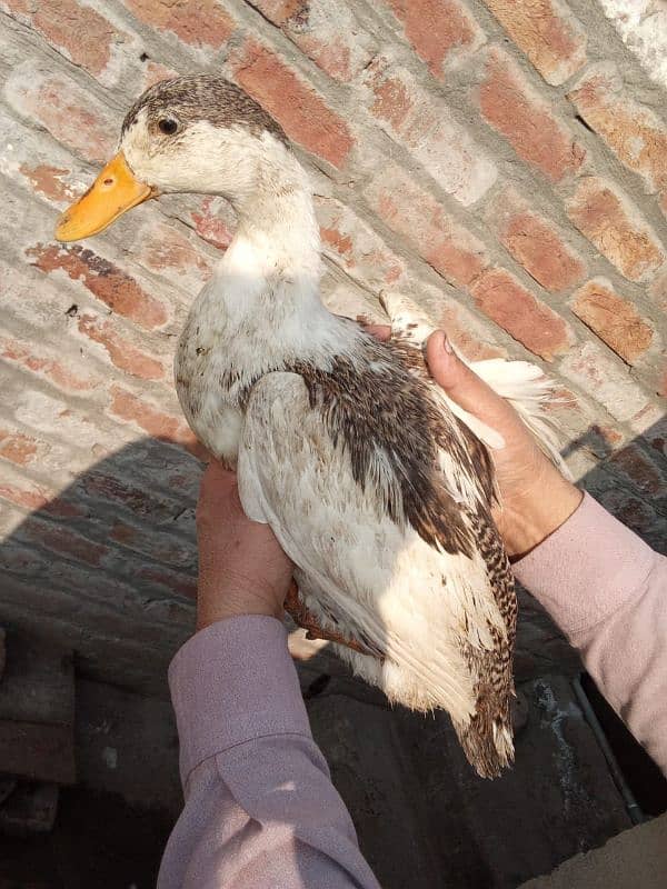 5 Female and 1 Male Duck for sale 7