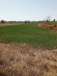 350 kanal agricultural land for sale in nella dullah