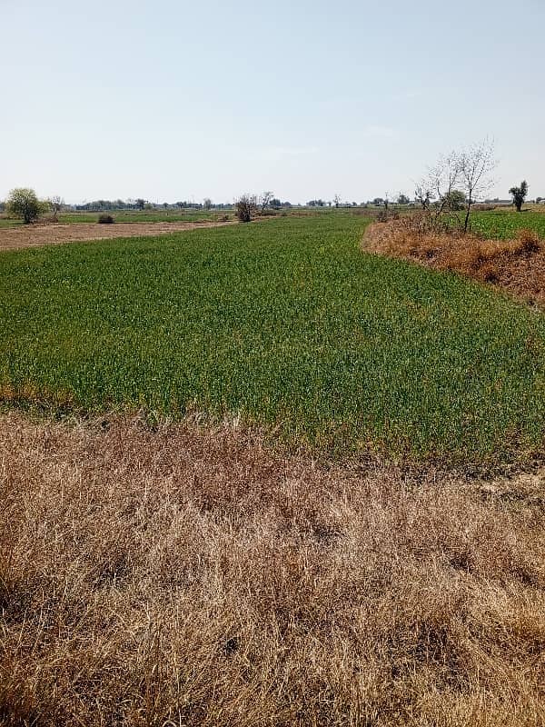 350 kanal agricultural land for sale in nella dullah 0