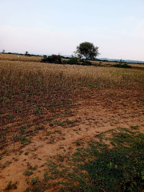 350 kanal agricultural land for sale in nella dullah 4