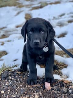 labrador