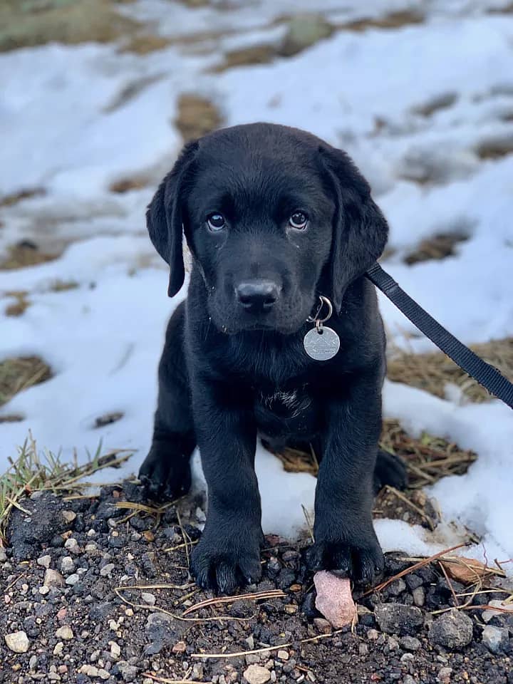 labrador retriver puppies males available (CASH ON DELIVERY 0