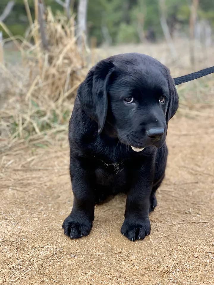 labrador retriver puppies males available (CASH ON DELIVERY 1