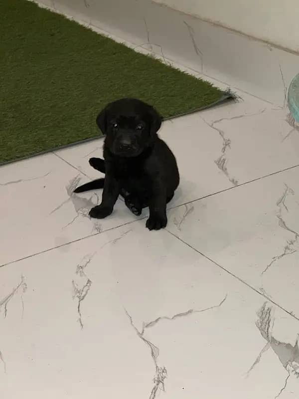 labrador retriver puppies males available (CASH ON DELIVERY 4