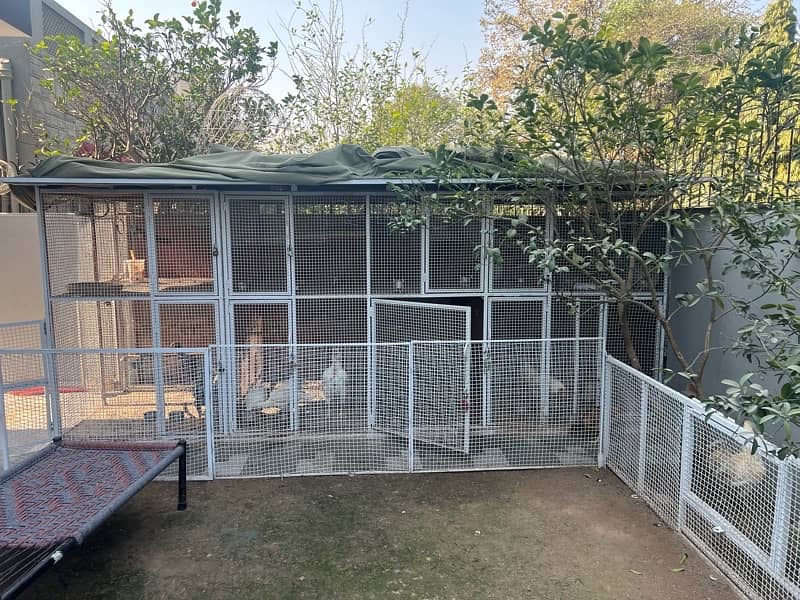 Heera aseel cage for sale 1