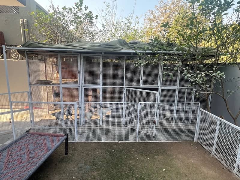 Heera aseel cage for sale 3