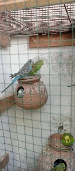 Australian parrots budgies