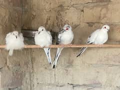 2pair paid dove