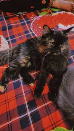 Persian female  cat