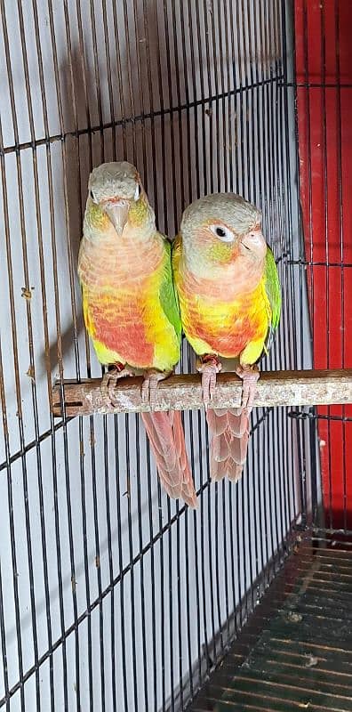 High red pineapple conure breeder pairs 1