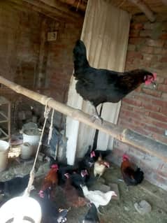 Desi hens for sale