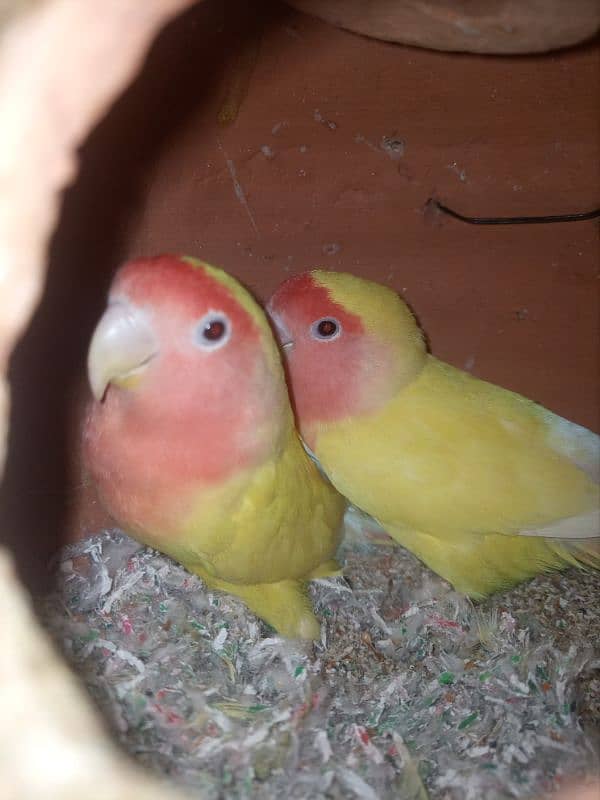 Love Birds Breeder Pairs For Sale in Sargodha 0