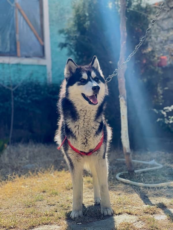 husky for sale 1