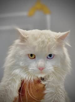 persian male cat