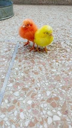 chicks