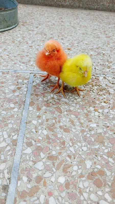 chicks 1