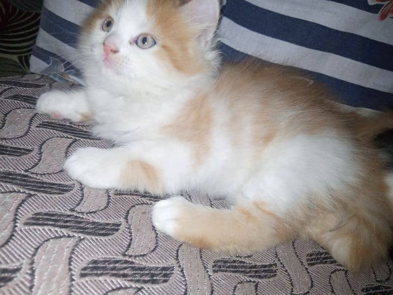 Persian kittens 2.5 month cute healthy active 4