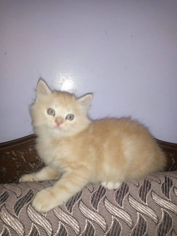 Persian kittens 2.5 month cute healthy active 1