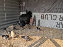 pure aseel hen with chicks/ aseel murgi or choozy